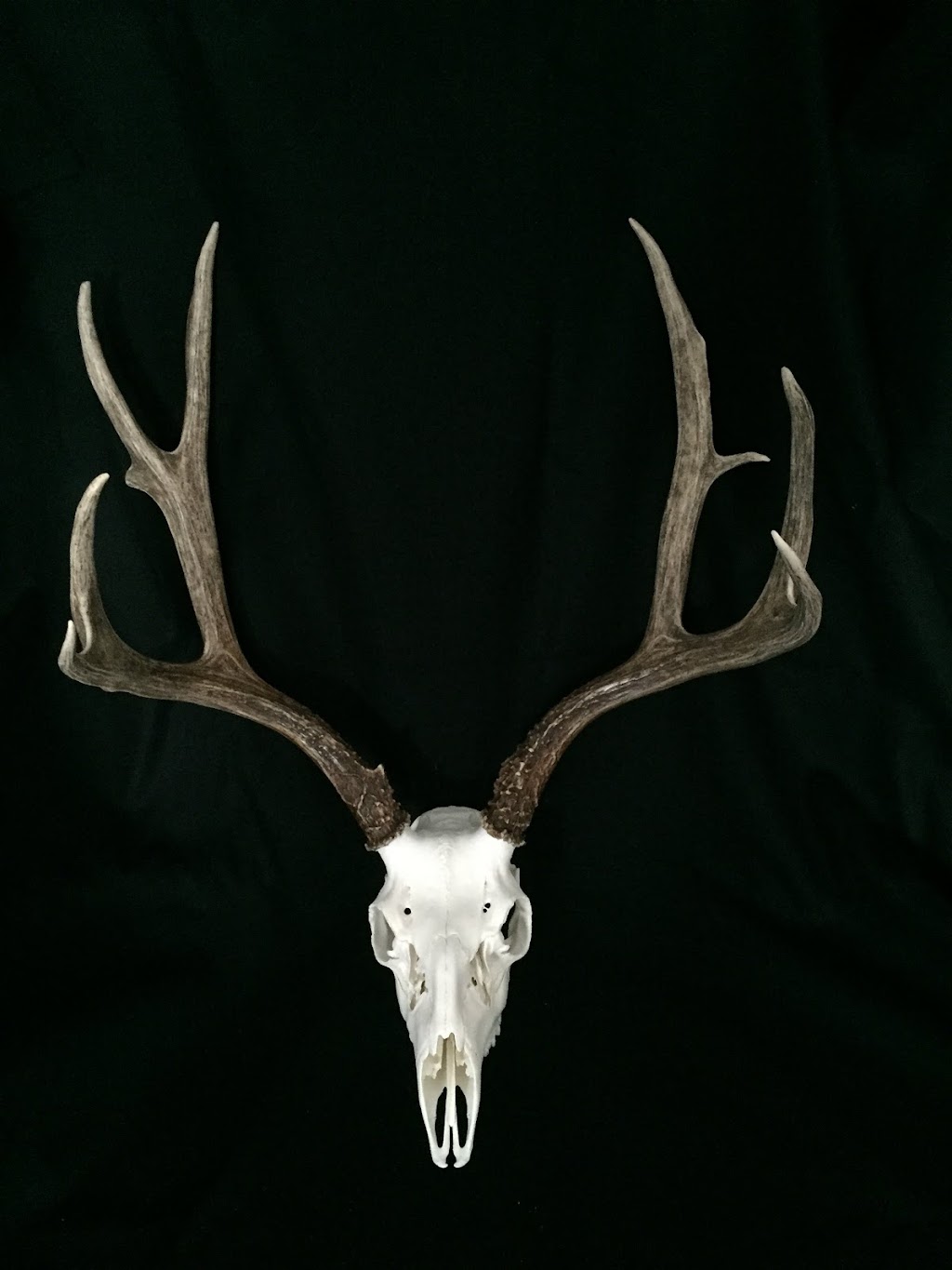 Pipestone Taxidermy | Township Rd 472A, Falun, AB T0C 1H0, Canada | Phone: (587) 568-8861