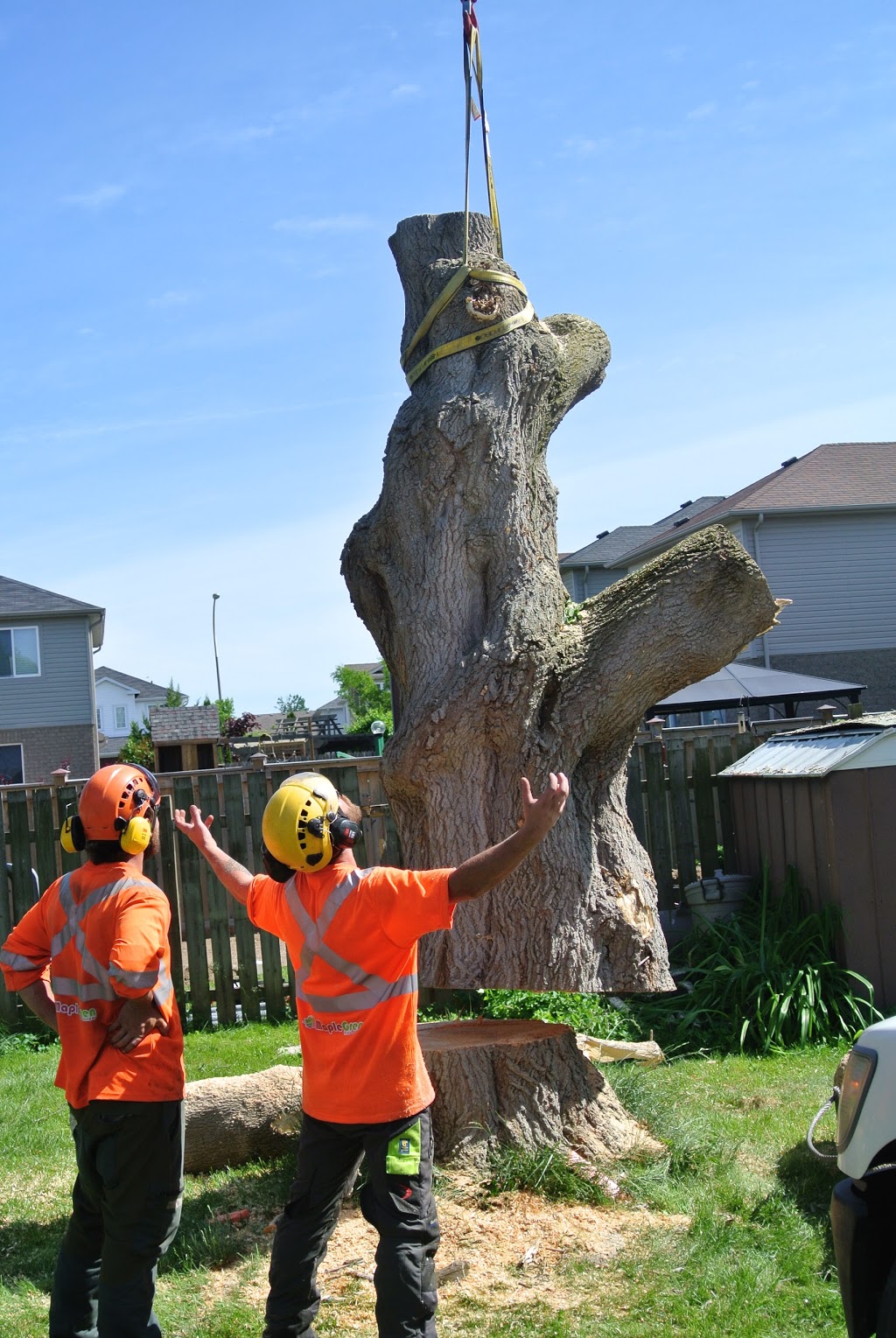 MapleGreen Tree Services | 58 Palmer Cir, Bolton, ON L7E 0A5, Canada | Phone: (416) 951-0487