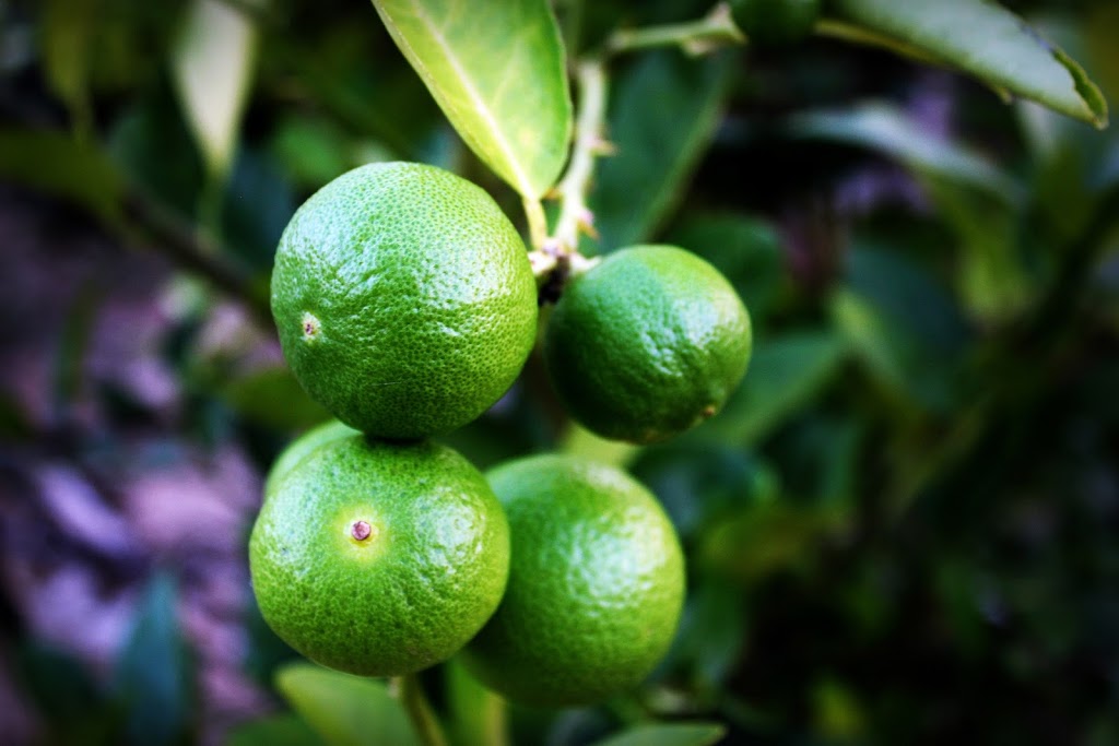 Lime Tree Creative | 45867 Henley Ave, Chilliwack, BC V2P 3J8, Canada | Phone: (604) 316-7478