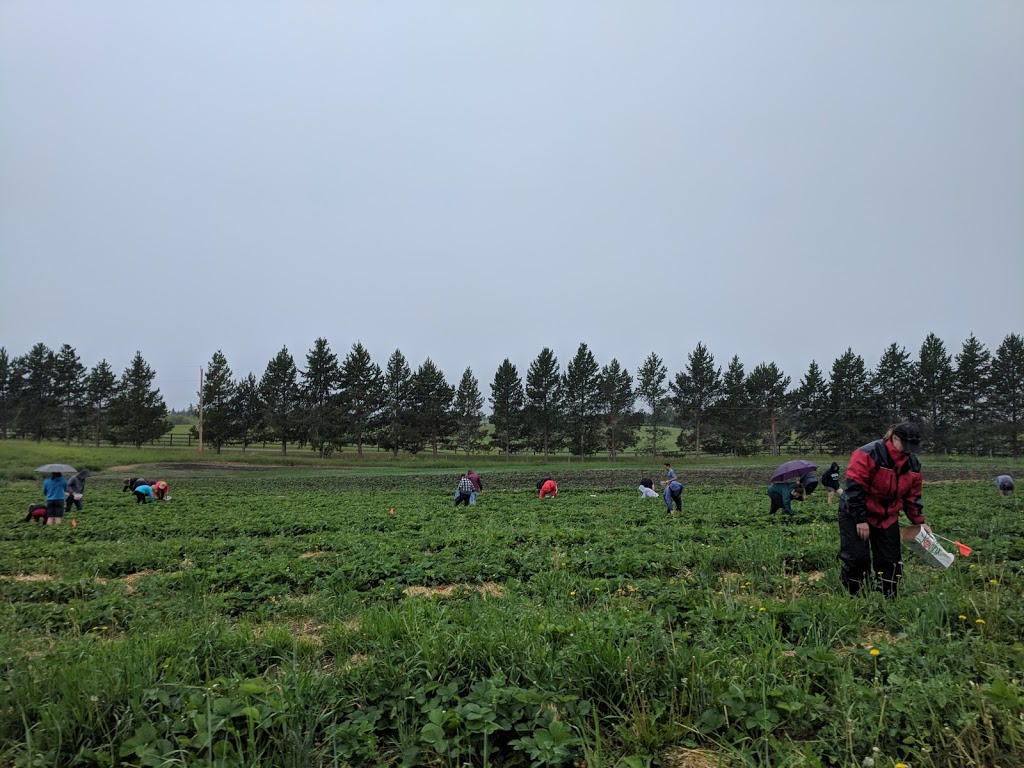 Big Rock Berry Farm | 51310 Range Rd 261 #3, Spruce Grove, AB T7Y 1B5, Canada | Phone: (780) 886-3387