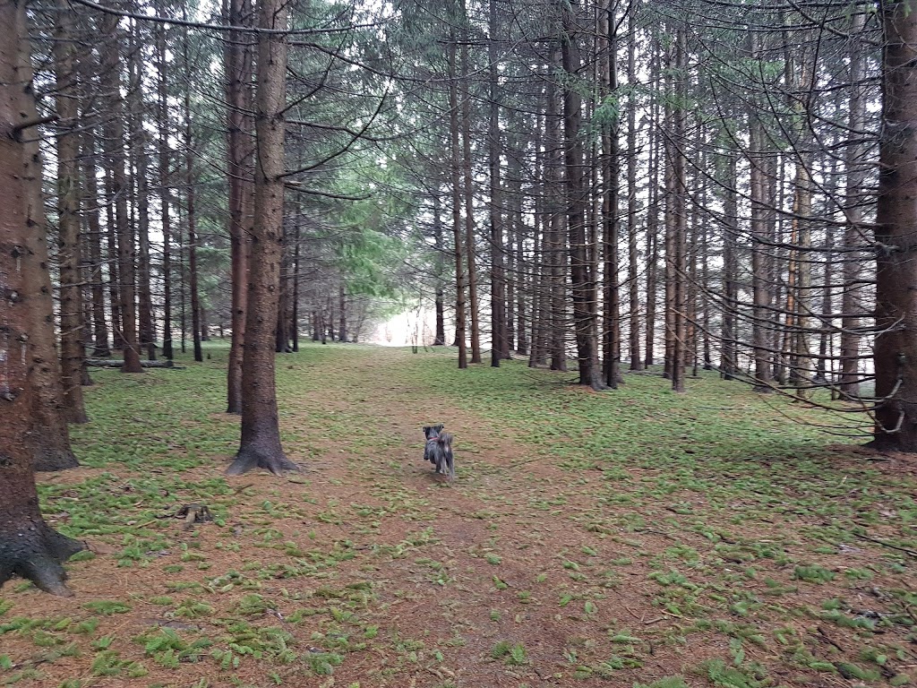 Dumfries Conservation Area | Dunbar Rd, Cambridge, ON N3H 4W6, Canada | Phone: (519) 621-3697