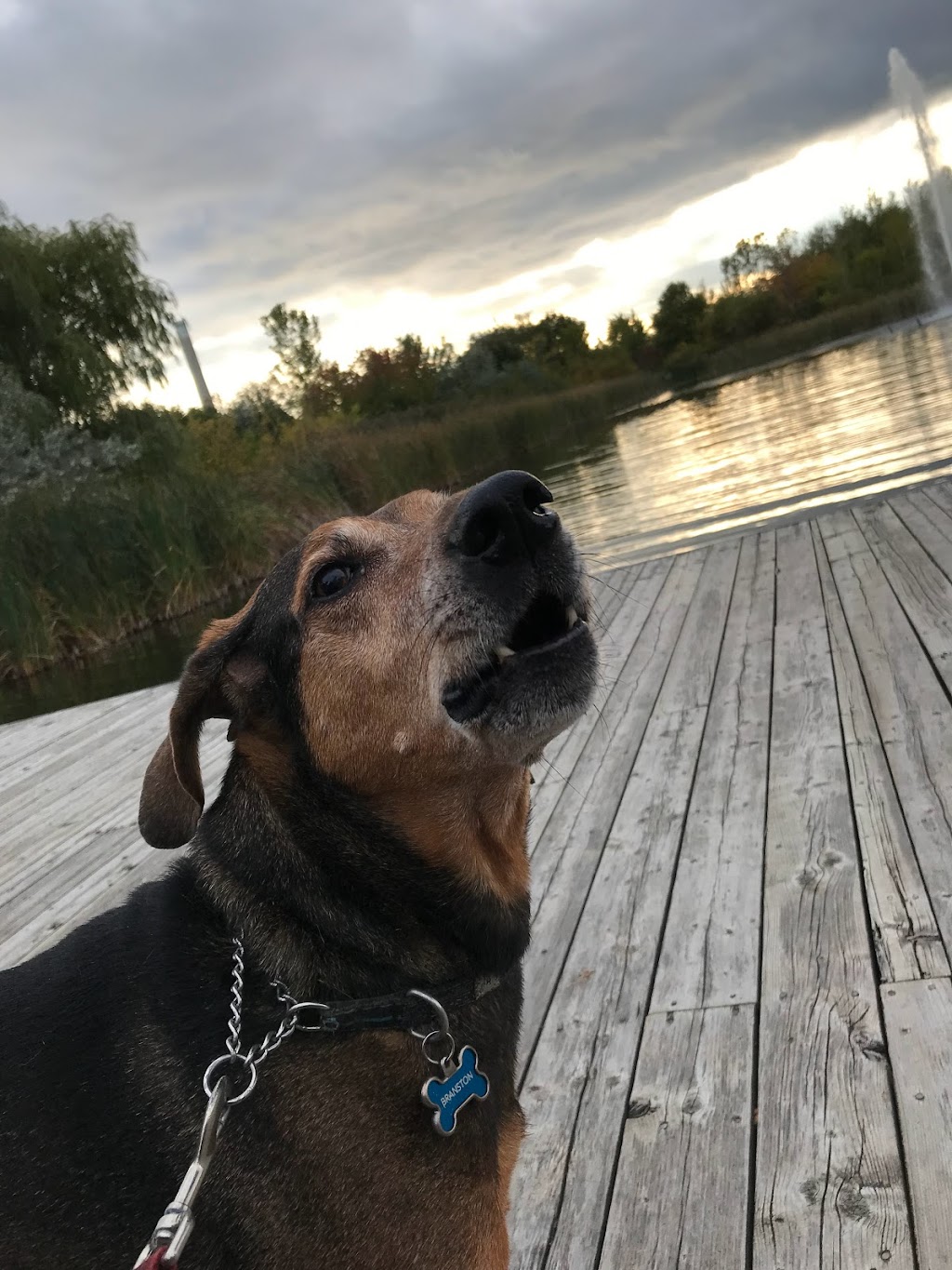 Un"fur"gettable Caretaker | Kingston Rd, Toronto, ON M4L 1T1, Canada | Phone: (647) 668-9761