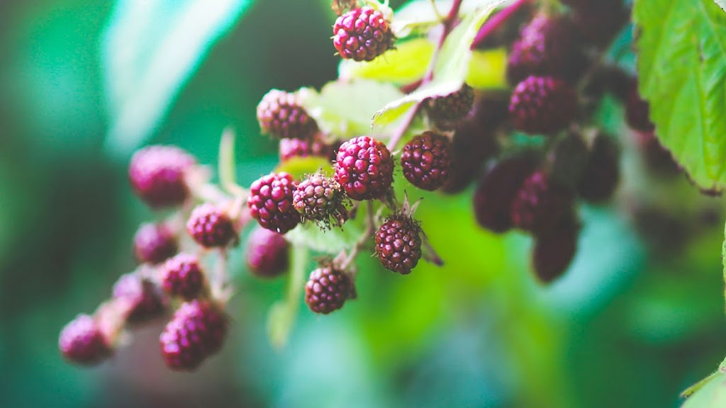 Beland Organic Foods Inc | 19-2390 Bd Louis-XIV, Québec, QC G1C 5Y8, Canada | Phone: (418) 661-5106