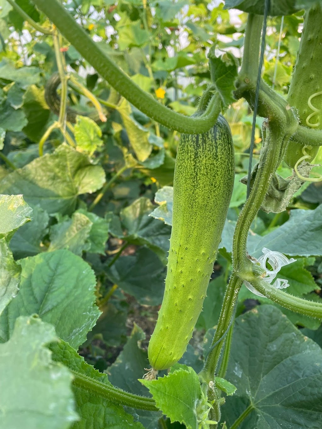 悠鲜美地农场 FreshPal Farm | RR4 Site9 Box12, Olds, AB T4H 1T8, Canada | Phone: (403) 483-4082