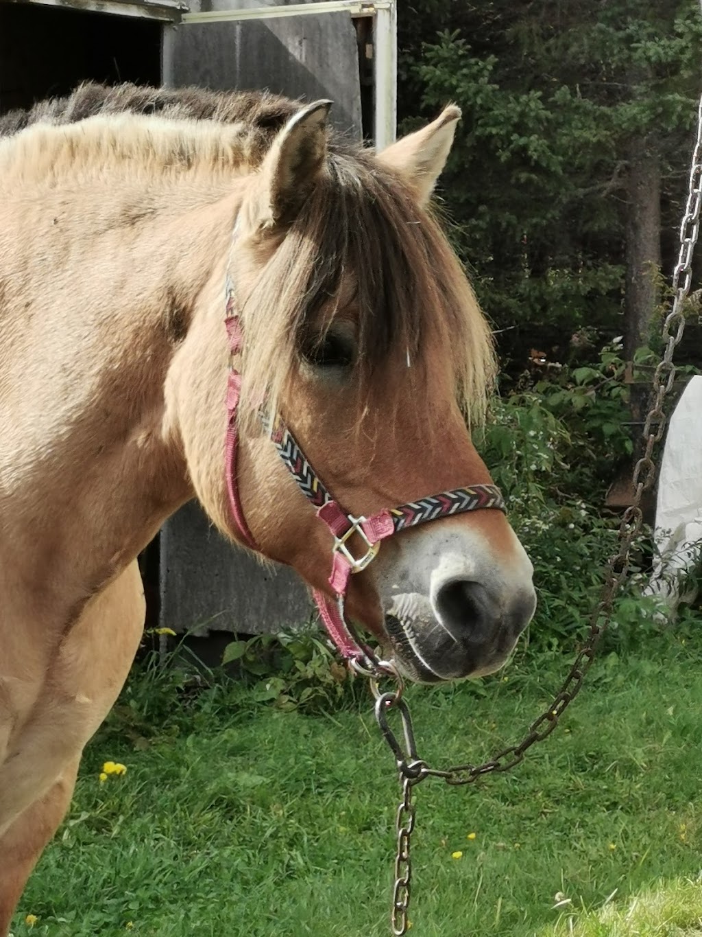 Area Equestrian Boisvert | 265 Chem. Principal, Lac-Drolet, QC G0Y 1C0, Canada | Phone: (418) 633-1816