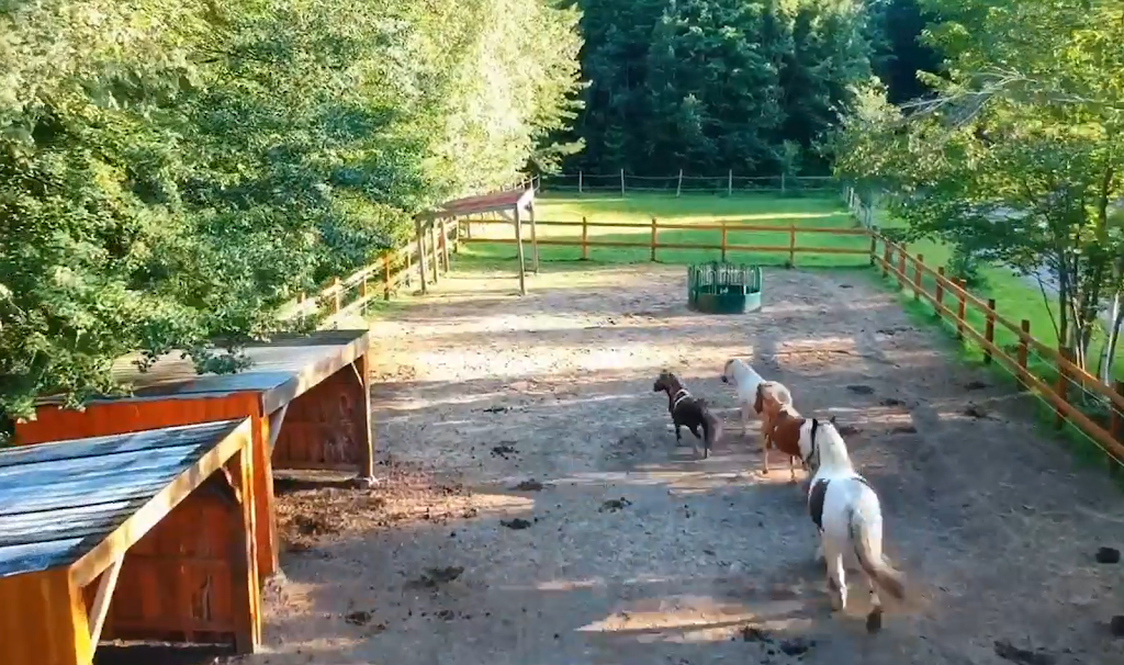Zoothérapie Véro et ses animaux à Lanaudière | 1676 Chem. de la Côte Georges, Mascouche, QC J7K 3C2, Canada | Phone: (514) 863-5560