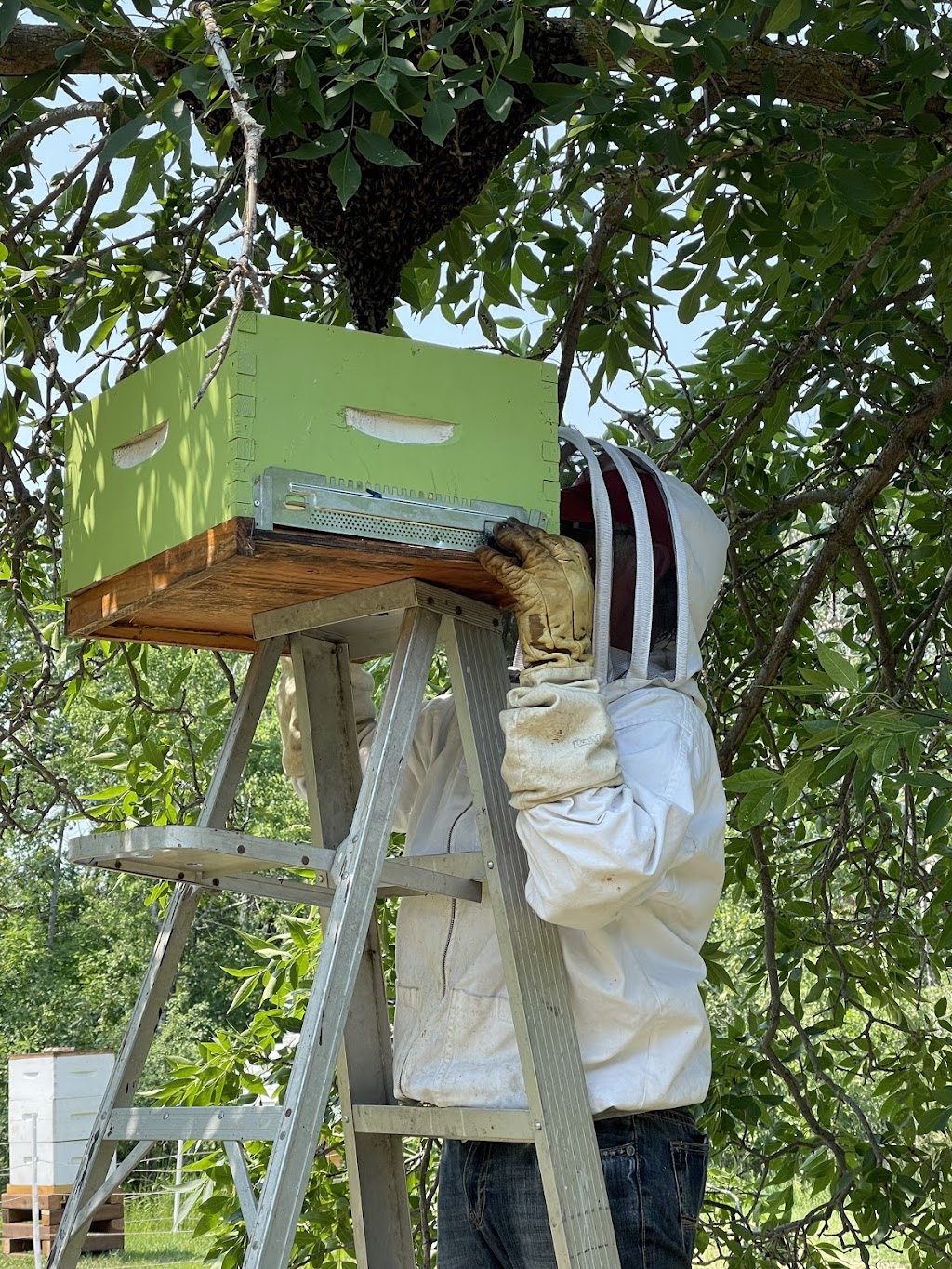 Brambles n Bees | 71 Bachman Bay, Winnipeg, MB R2P 1V6, Canada | Phone: (204) 333-2135
