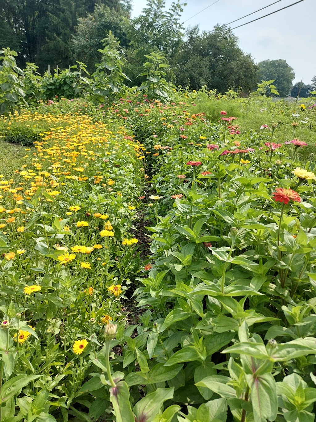 "R" FARM | 3388 Concession Rd 3, Newcastle, ON L1B 1L9, Canada | Phone: (905) 987-5090