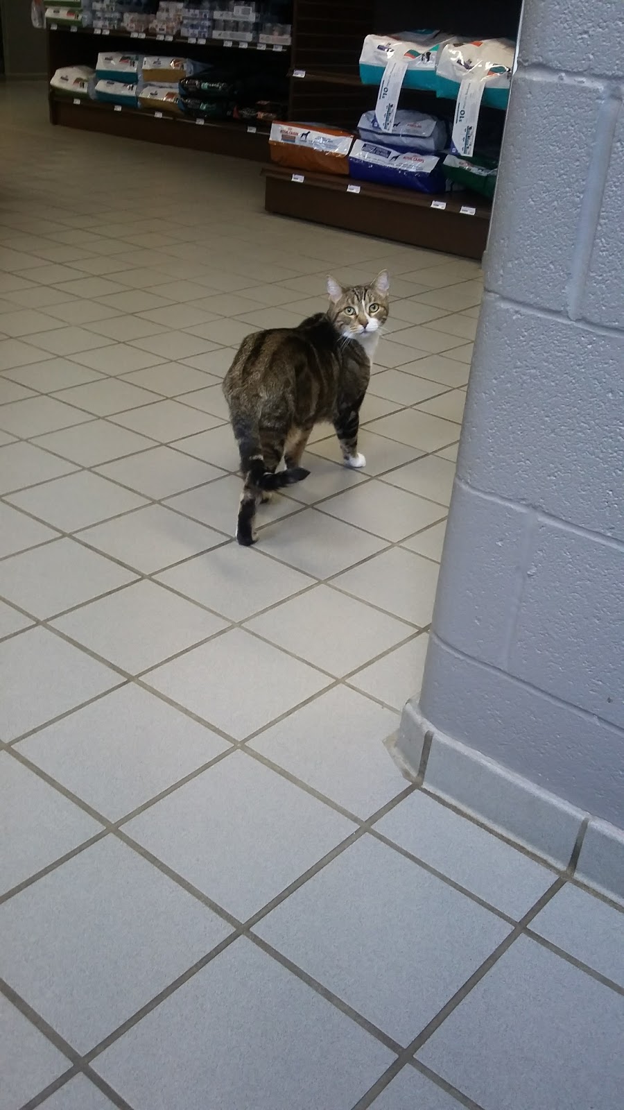 VCA Canada Blue Cross Animal Hospital | 1438 London Rd, Sarnia, ON N7S 1P7, Canada | Phone: (519) 542-1255