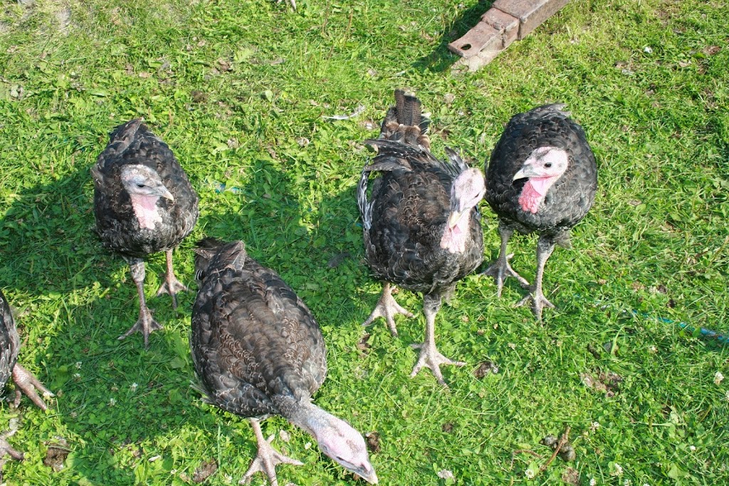 Maple Hill Urban Farm | 200 Moodie Dr, Nepean, ON K2H 8K6, Canada | Phone: (613) 828-2987