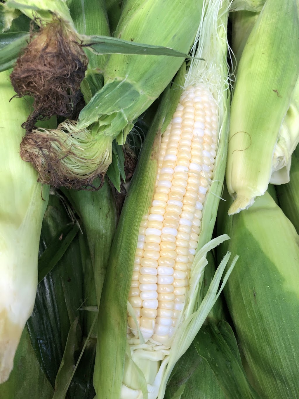 Van Tol’s Sweet Corn Guelph | 7857 Eastview Rd, Guelph, ON N1H 6J1, Canada | Phone: (905) 536-1283
