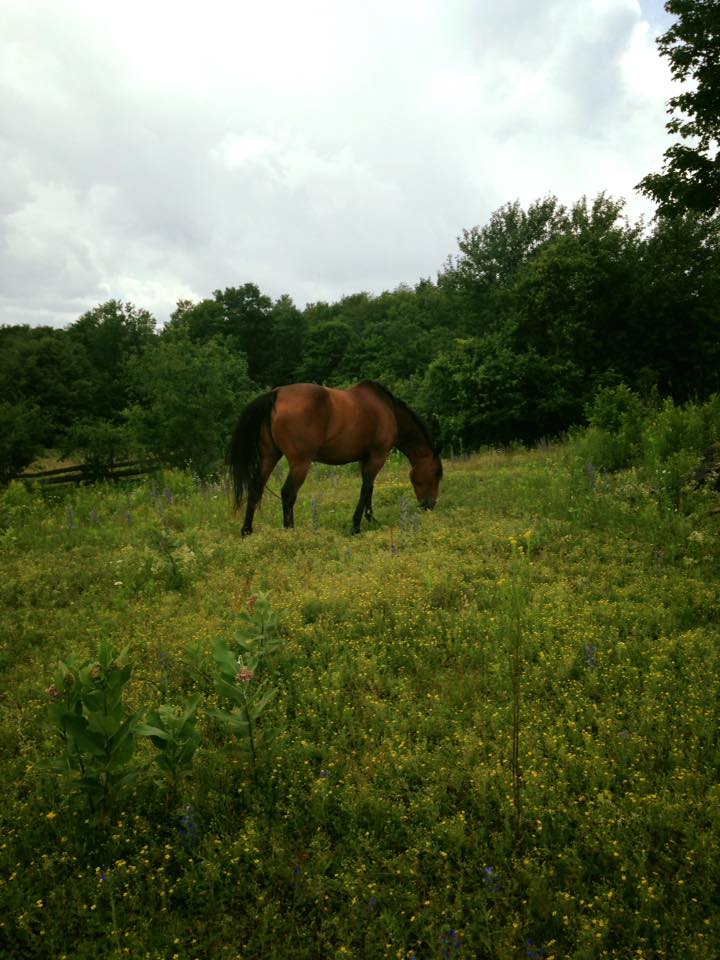 Cambrian Equestrian Centre | Windy Hill Farm, 1046 Ramsay Concession 8, Carleton Place, ON K7C 3P1, Canada | Phone: (613) 302-8821