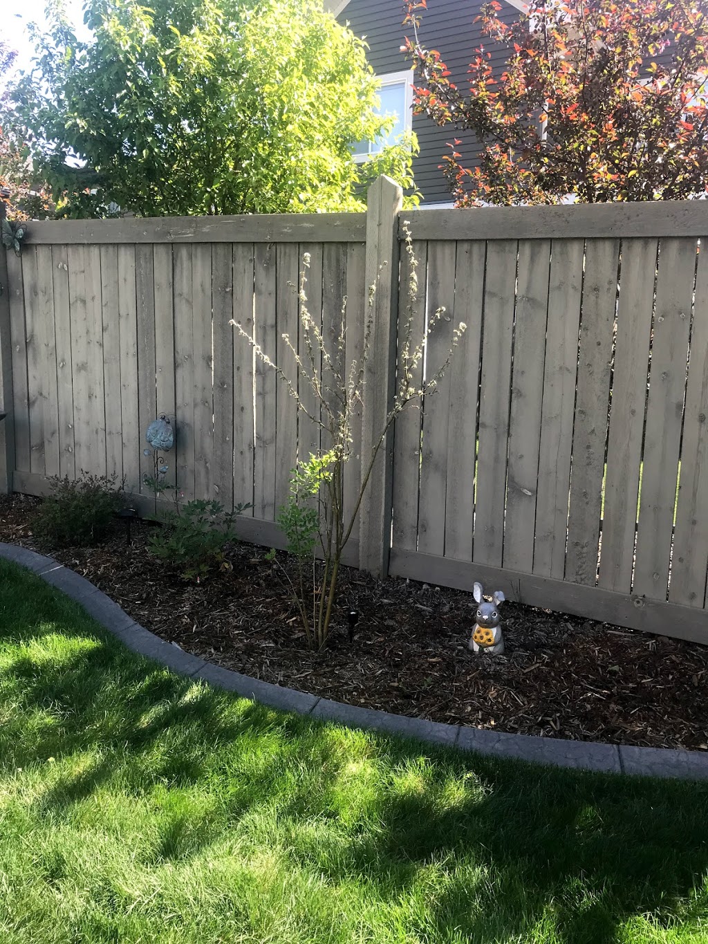 Kiwi Nurseries Ltd | 31313 118 Ave NW, Acheson, AB T7X 6M6, Canada | Phone: (780) 962-9297