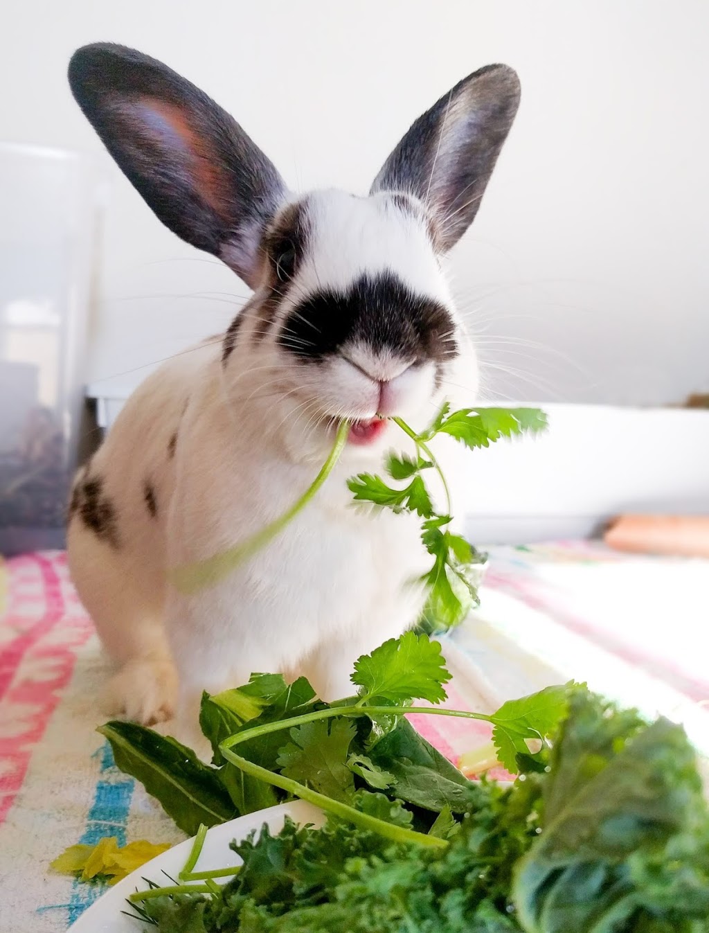 West Boulevard Veterinary Clinic | 5383 West Blvd, Vancouver, BC V6M 3W4, Canada | Phone: (604) 266-7421