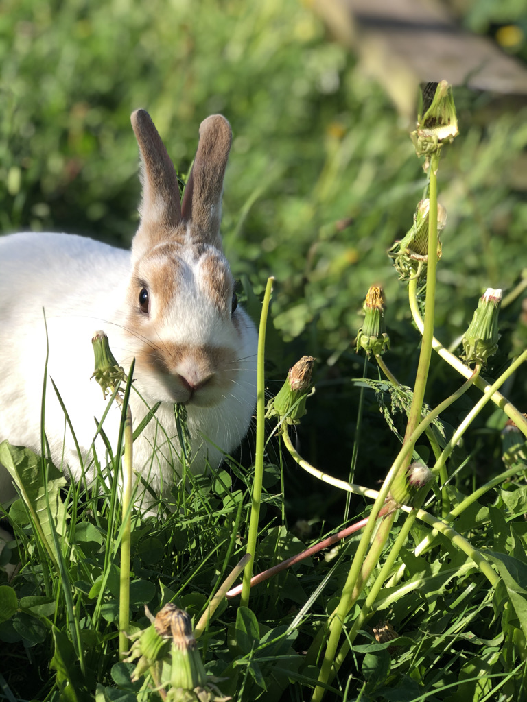 Shakell Farms | 4274 Penetanguishene Rd, Hillsdale, ON L0L 1V0, Canada | Phone: (705) 828-0524