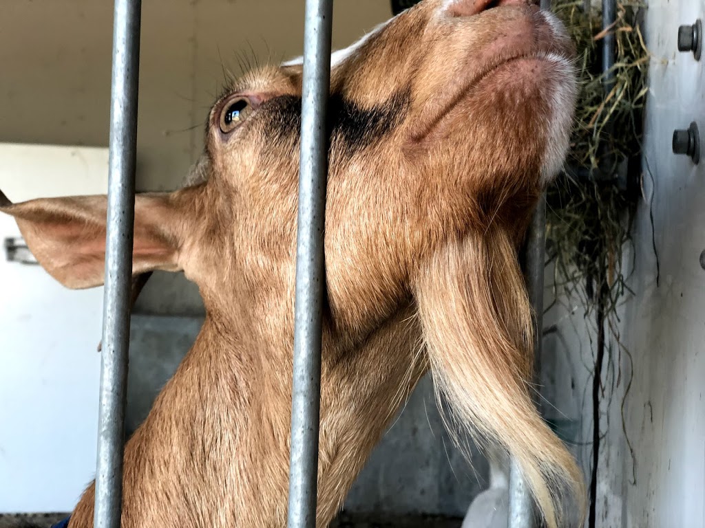 EcoDairy | 1356 Sumas Way, Abbotsford, BC V2S 8R1, Canada | Phone: (604) 557-5481