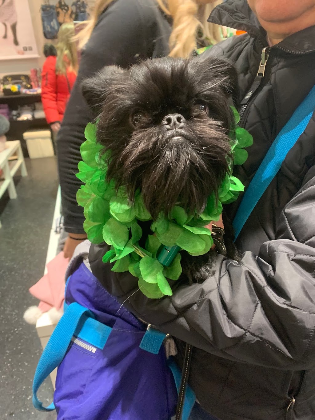 Chien Mondain - Mode Canine | 2600 Boulevard Laurier, Place de la Cité, Québec, QC G1V 4T3, Canada | Phone: (418) 527-2226
