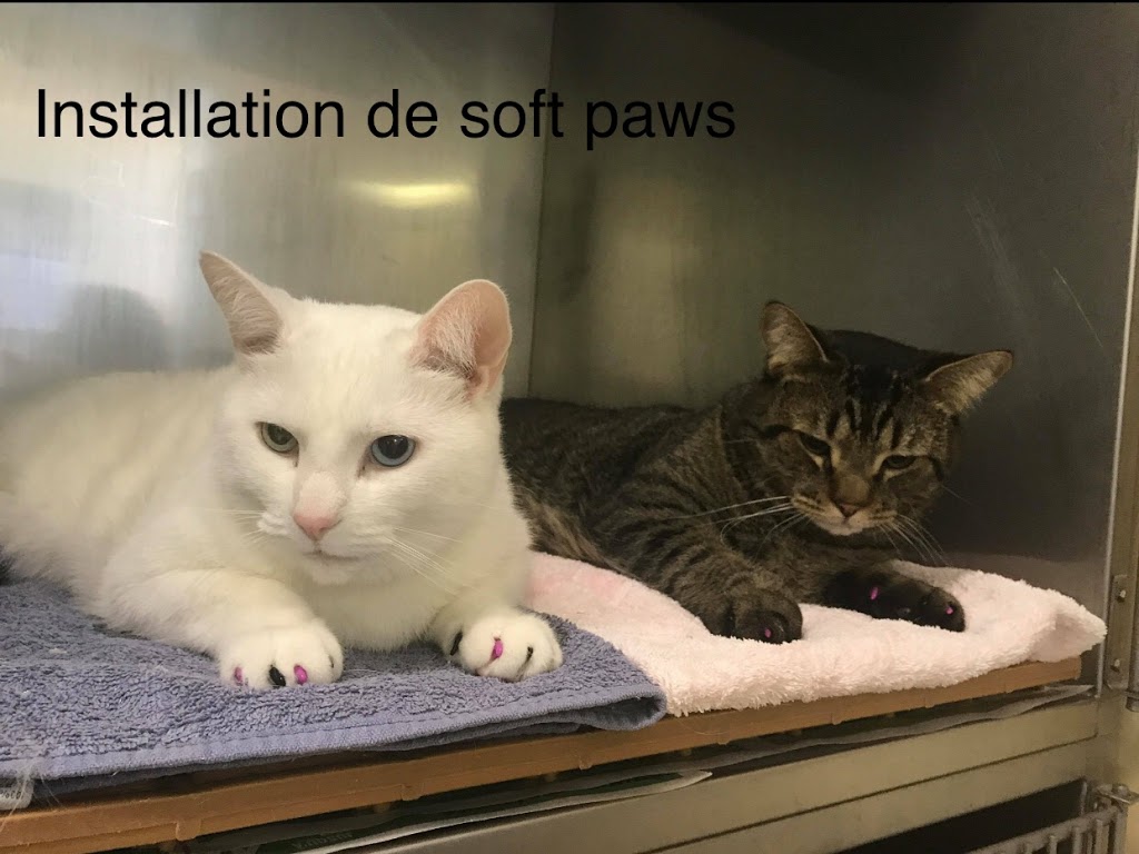 Clinique Vétérinaire Papineauville Inc | 105 Rue Papineau, Papineauville, QC J0V 1R0, Canada | Phone: (819) 427-1111