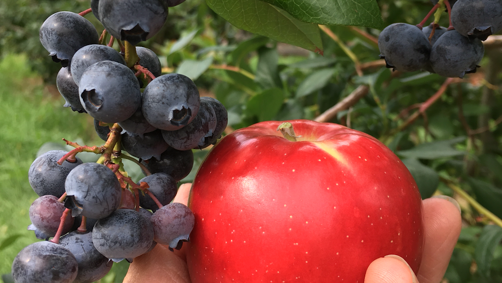 Autocueillette, Bleuetière et verger, La Fruiteraie des Gadbois. | 501 Rue Principale, Rougemont, QC J0L 1M0, Canada | Phone: (450) 469-3842