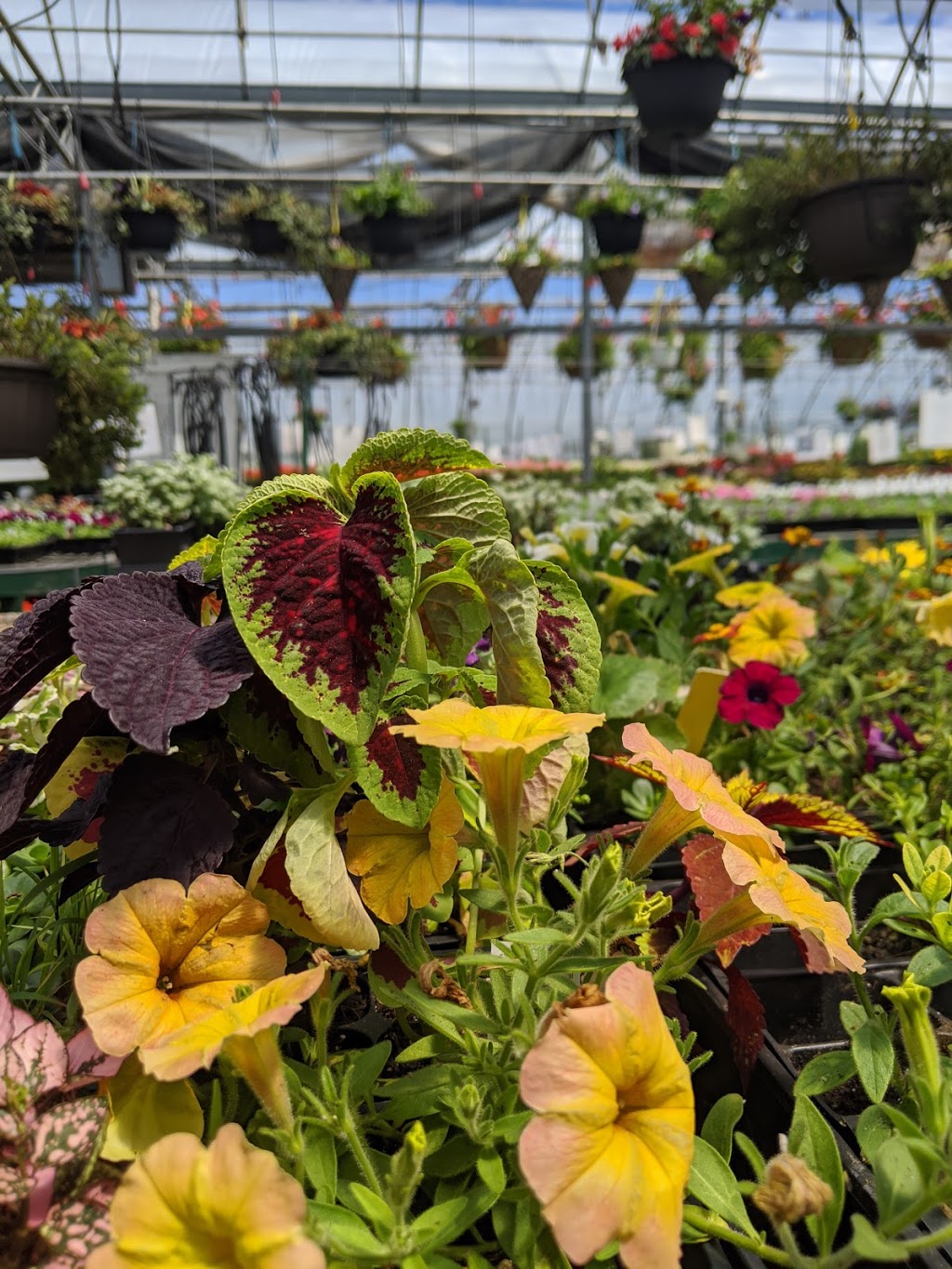 Stonepath Greenhouses | 1142 Quin Mo Lac Rd, Tweed, ON K0K 3J0, Canada | Phone: (613) 478-1675
