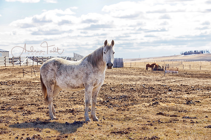 Andrea Todt Photography | Millrise Close SW, Calgary, AB T2Y 2G7, Canada | Phone: (587) 777-5505