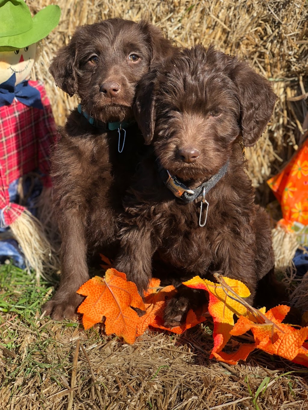 Green Acres Kennel | 2093 NS-245, Antigonish, NS B2G 2L1, Canada | Phone: (902) 867-0361