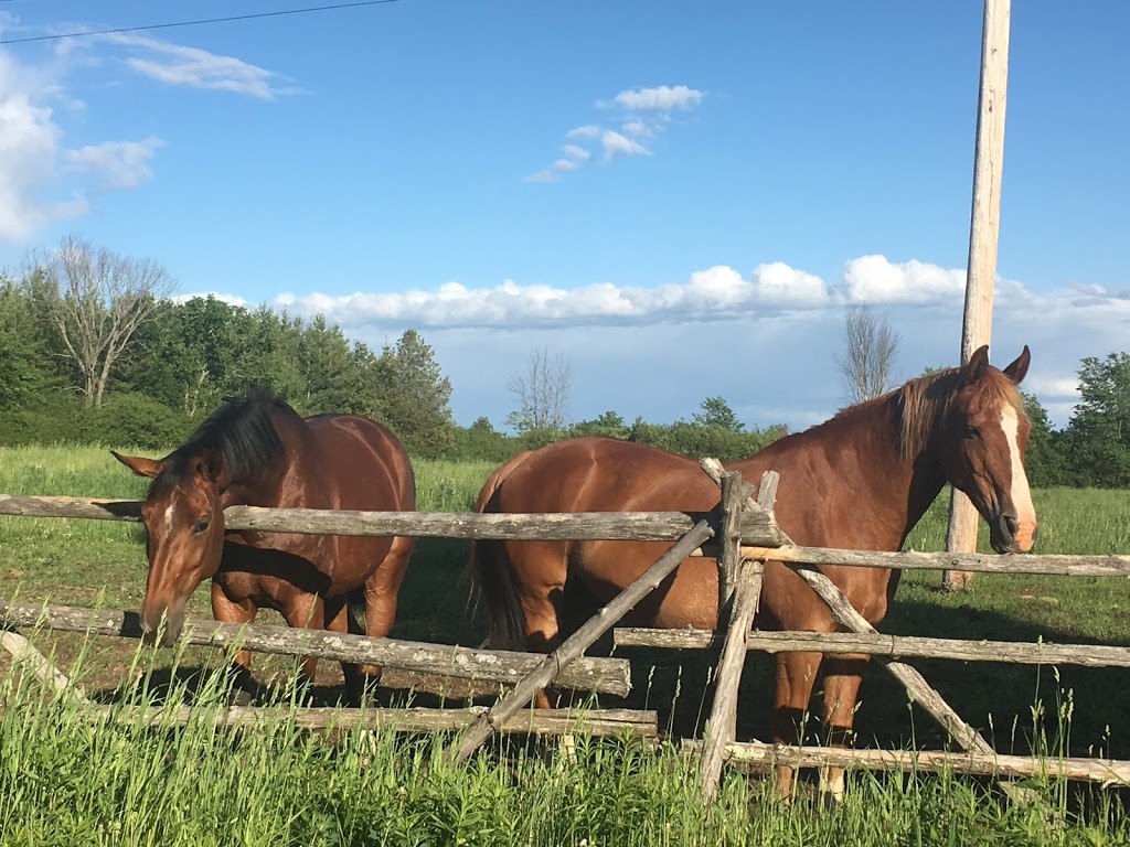 Cambrian Equestrian Centre | Windy Hill Farm, 1046 Ramsay Concession 8, Carleton Place, ON K7C 3P1, Canada | Phone: (613) 302-8821