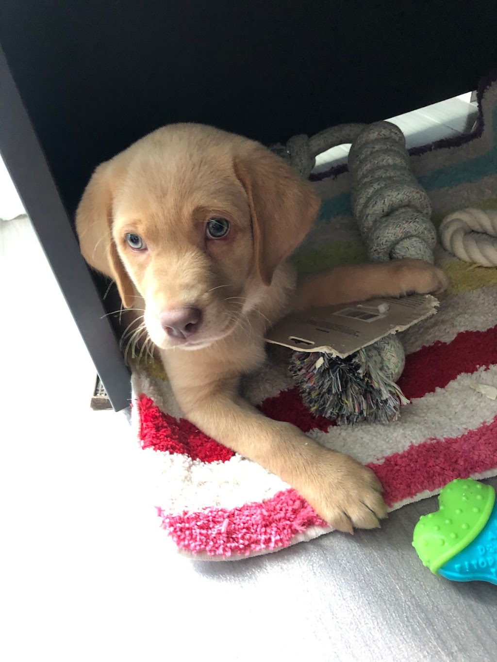 Hazelstone Labrador Fur Babies | Maplelawn Dr, St. Jacobs, ON N0B 2N0, Canada | Phone: (226) 868-5558