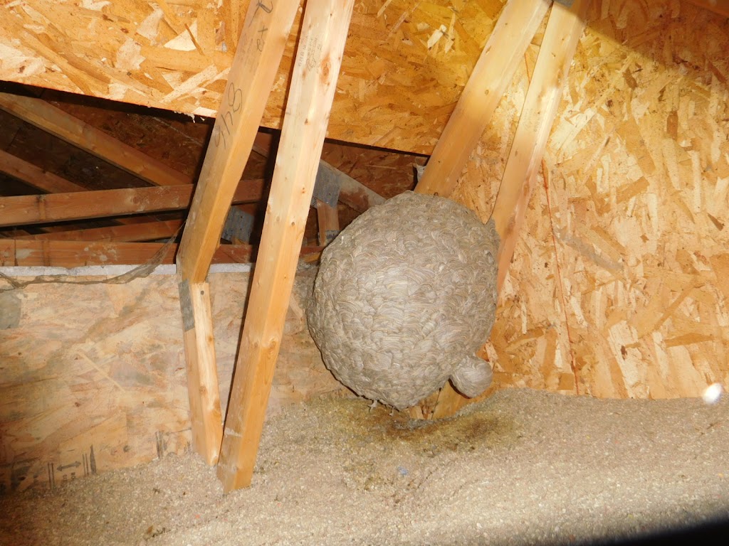 CBI inspection en bâtiments | 961 Des, Rue des Nymphes, Sainte-Adèle, QC J8B 3J6, Canada | Phone: (514) 942-3494