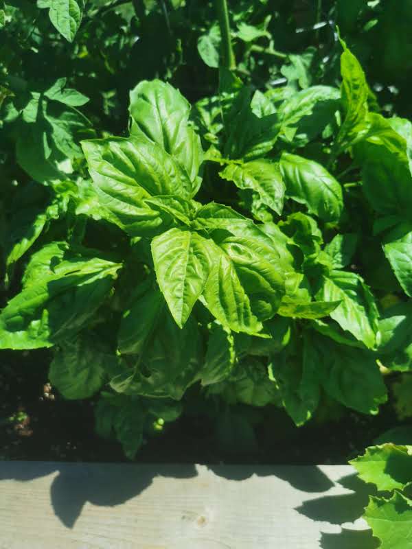 TREC Community Garden | 575 Taylor Rd, Breadalbane, PE C0A 1E0, Canada | Phone: (902) 916-7279