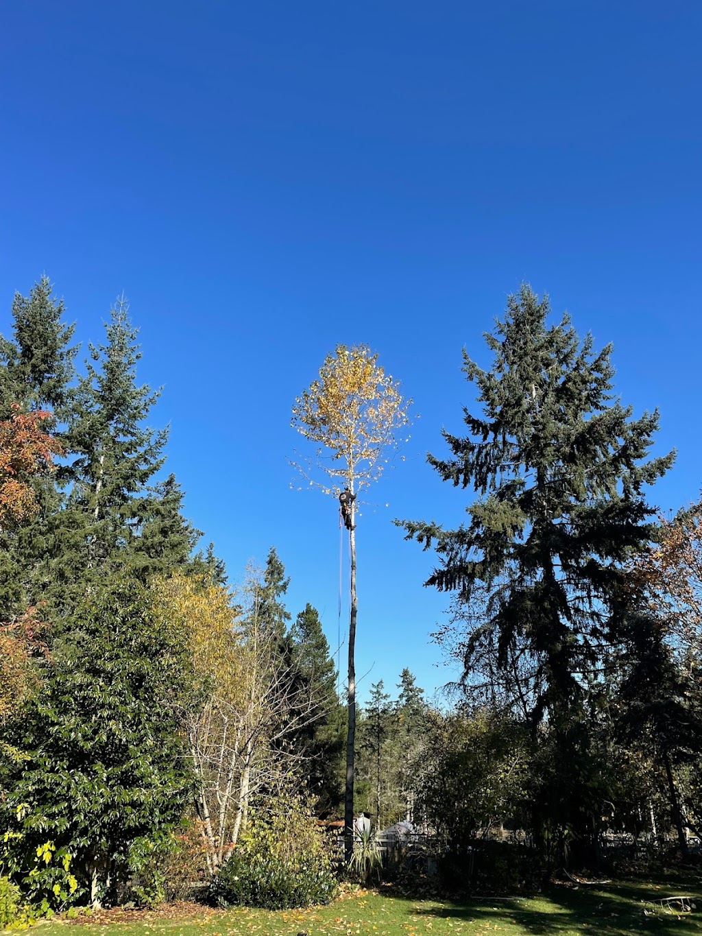 Accure Tree Service | 3484 Osprey Lookout, Nanaimo, BC V9T 4E7, Canada | Phone: (250) 713-9781