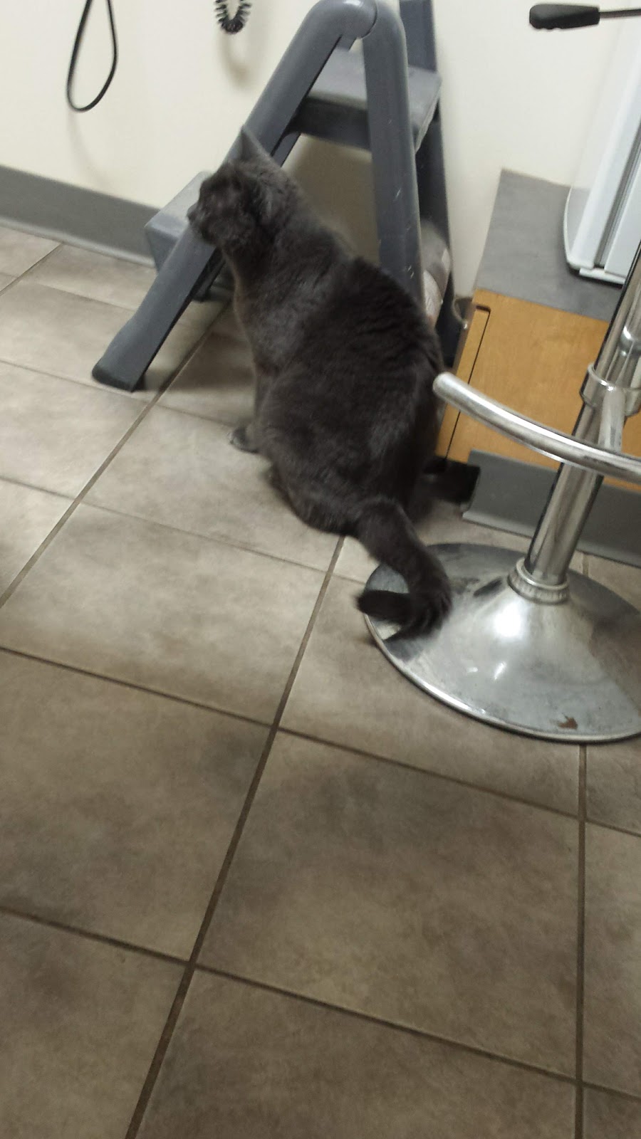 Taber Pet Clinic | 6212 54 Ave, Taber, AB T1G 1X3, Canada | Phone: (403) 223-2474