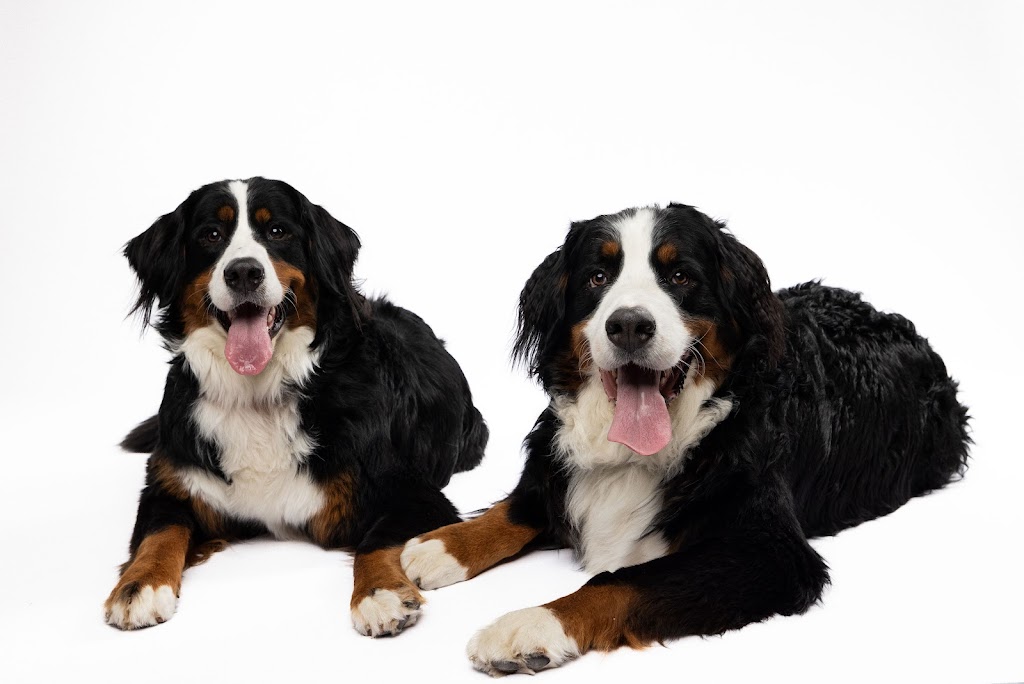 Oh, For the Love of Dog Studio | 3749 Donnelly Dr, Kemptville, ON K0G 1J0, Canada | Phone: (613) 889-0157
