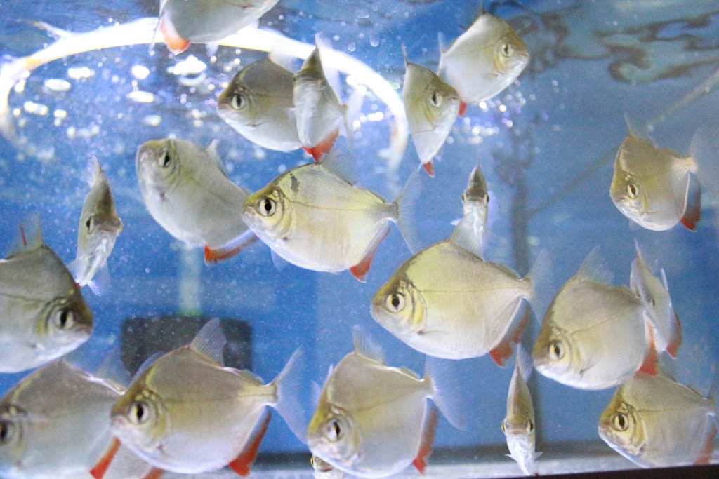 T T Aquarium&Pets | 1160 Albion Rd, Etobicoke, ON M9V 1A8, Canada | Phone: (647) 349-3732