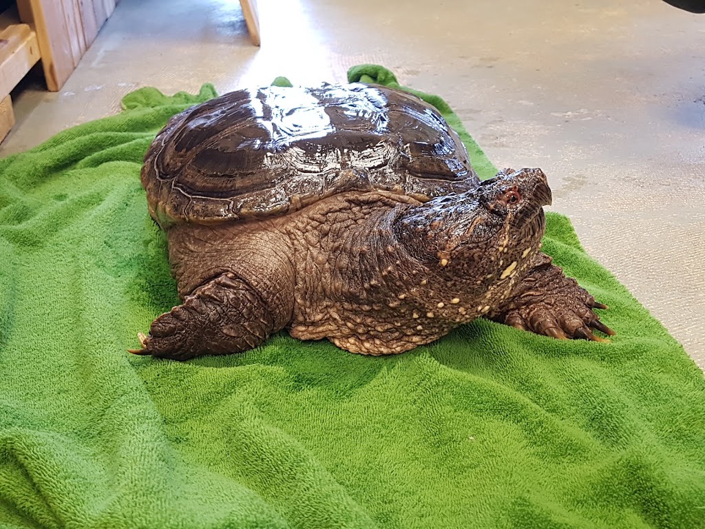 Ontario Turtle Conservation Centre | 1434 Chemong Rd #4, Peterborough, ON K9J 6X2, Canada | Phone: (705) 741-5000