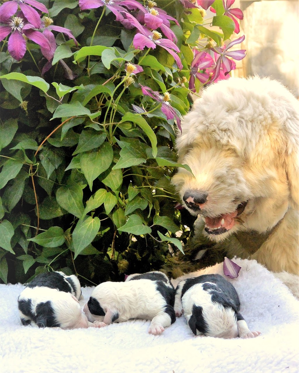 Country Air Sheepadoodles | 181 Whitechurch St RR#5, Lucknow, ON N0G 2H0, Canada | Phone: (226) 622-7000