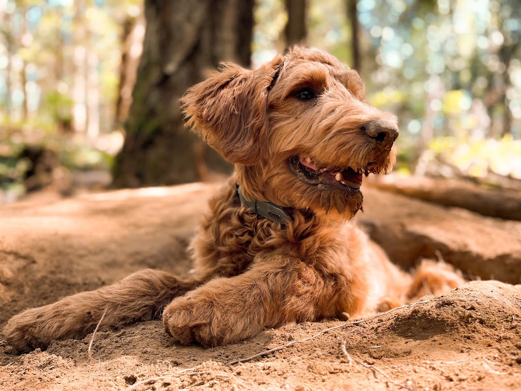 Van Island Pups | Dog Walking | Victoria, BC | 6440 W Saanich Rd, Saanichton, BC V8M 1W8, Canada | Phone: (778) 700-7782