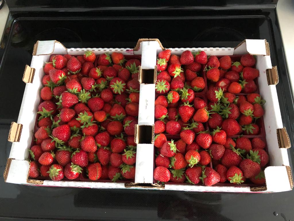 Farm Mount Bruno Inc. | 225 Rang des Vingt Cinq E, Saint-Bruno-de-Montarville, QC J3V 4P6, Canada | Phone: (450) 461-0099