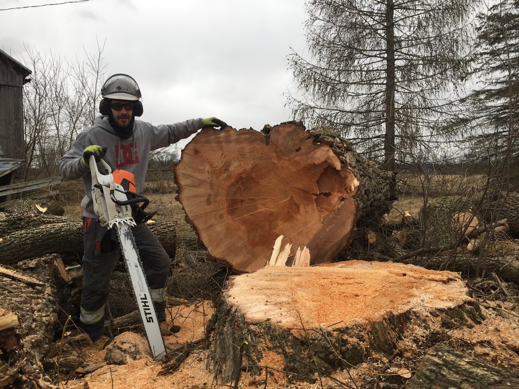 Black Creek Tree Service | 5 Donjon Blvd, Port Dover, ON N0A 1N7, Canada | Phone: (519) 754-7134
