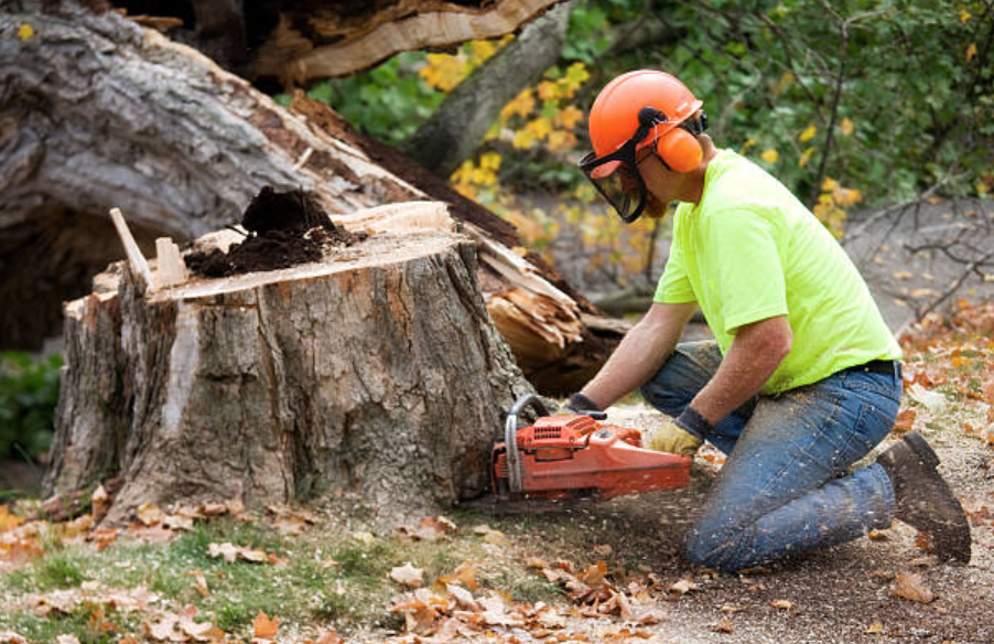 Beaver Tree Removal | 119 Guest Ct, St. Marys, ON N4X 1E5, Canada | Phone: (519) 857-8215