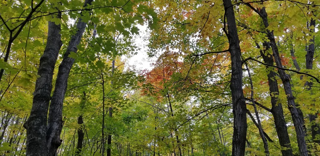Carthew Bay Nature Reserve | 2501 Lakeshore Rd E, Hawkestone, ON L0L 1T0, Canada