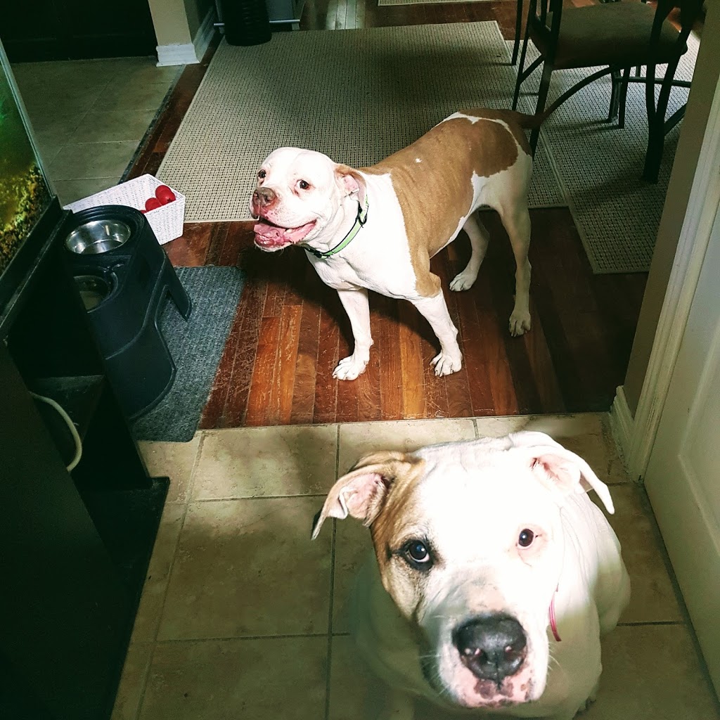 Latchkey Pet Care Service | 167 Hurst Dr, Barrie, ON L4N 8P6, Canada | Phone: (705) 730-8940