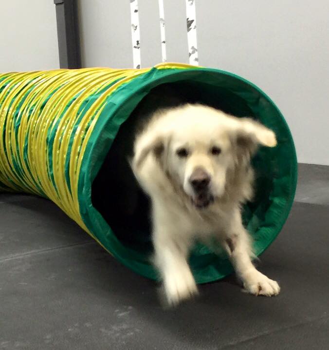 Ellies Wag and Train KW | 1680 Victoria St N, Kitchener, ON N2B 3E5, Canada | Phone: (519) 742-4000