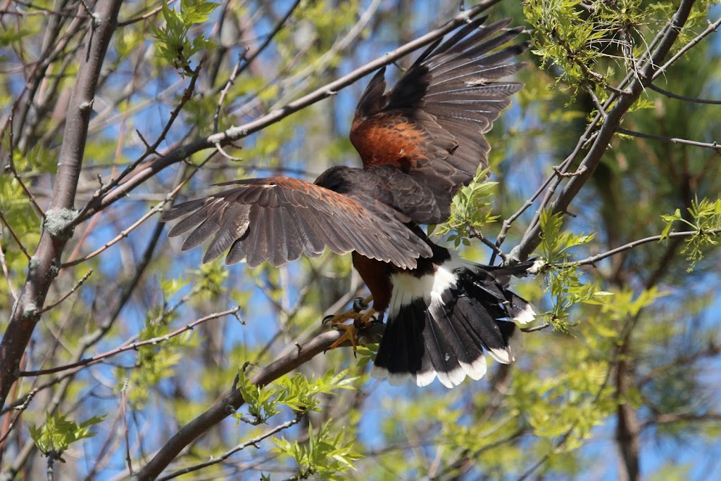 Island Falconry Services | 24 Macrae Dr, Cornwall, PE C0A 1H5, Canada | Phone: (902) 393-4859
