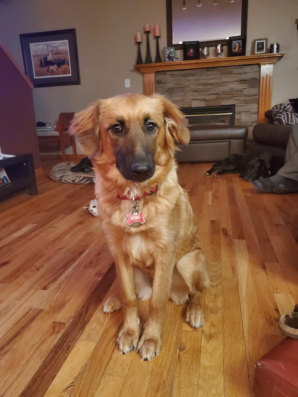 Saving Grace Animal Society | 4932 Main St, Alix, AB T0C 0B0, Canada | Phone: (403) 785-7427