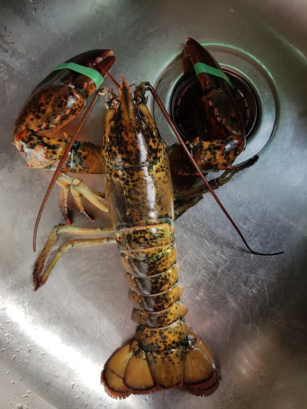 Logans daily catch | Westville, NS B0K, Canada | Phone: (902) 485-4633