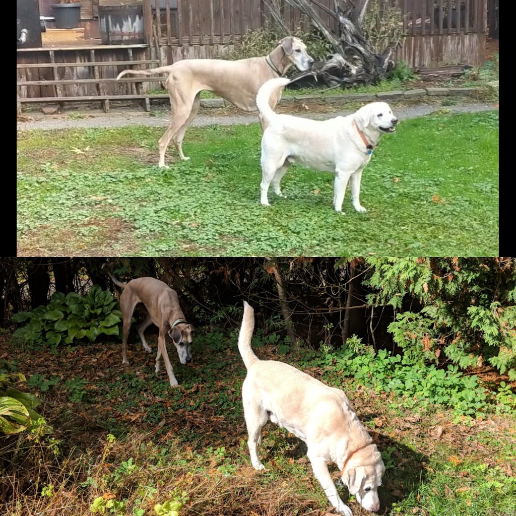 Shaws Paws | 73 Scotia Rd, Sutton, ON L0E 1R0, Canada | Phone: (289) 338-6629