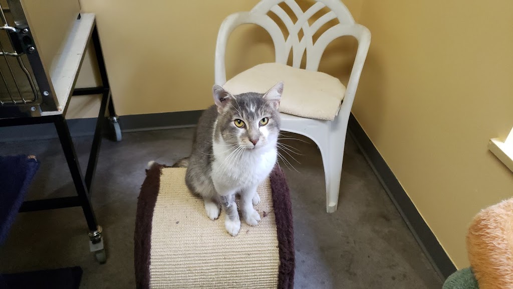 BC SPCA Sunshine Coast Community Animal Centre | 4376 Solar Rd, Sechelt, BC V7Z 0A8, Canada | Phone: (604) 740-0301