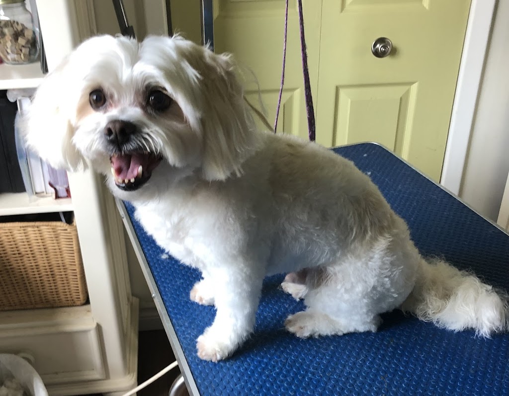 Pampered Pooches by Dee Dee | 1050 Line Ave A, Welland, ON L3C 3C3, Canada | Phone: (905) 733-8500