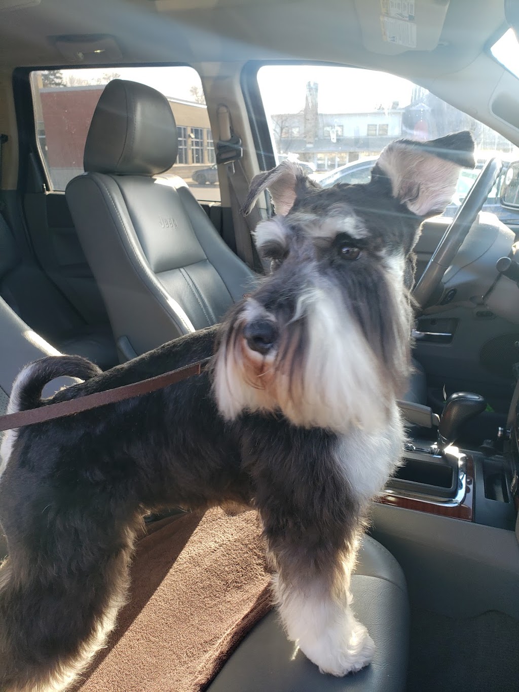 Groomies Grooming | 40L Bd Saint-Charles, Beaconsfield, QC H9W 5Z6, Canada | Phone: (514) 428-2547
